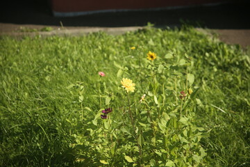 grass and yellow flowers in the garden