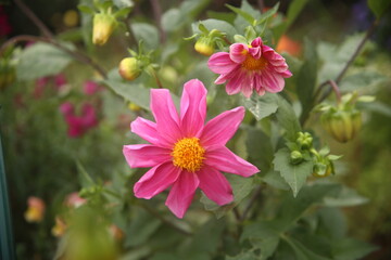 pink flowers in the garden