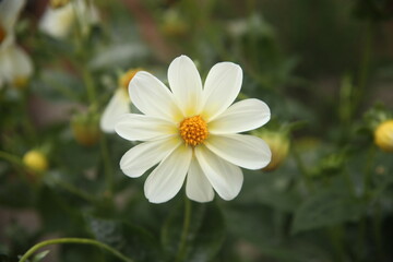 white beautiful flower in a garden
