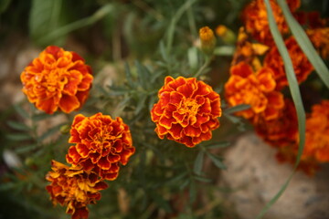 orange and yellow flowers