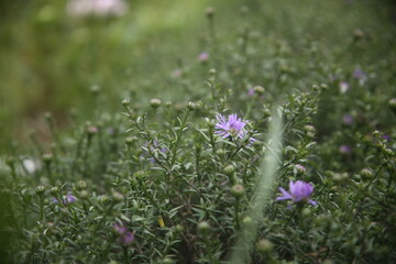 violet flowers in a field