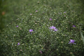 pretty flowers in the grass