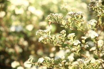 white flowers in the garden