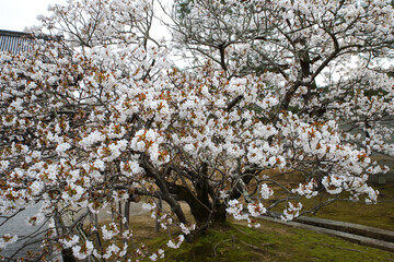仁和寺境内に咲く桜
