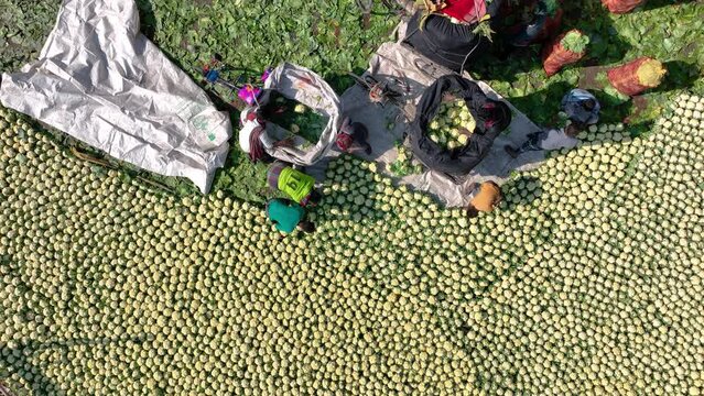 Thousands of cauliflowers laid on the ground to sell in a vegetable wholesale market. This video shows the abundance of fresh produce available in wholesale vegetables market.