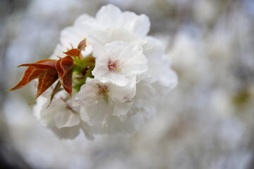 御室桜