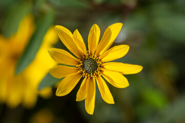 Helianthus tuberosus sunroot topinambur yellow flowering plant, beautiful Jerusalem artichoke sunchoke wild sunflower petals