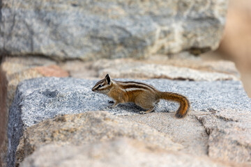 RMNP Estes Park Colorado Wildlife