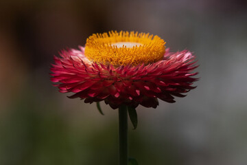 Red and Yellow Strawflower Flower or Xerochrysum Bracteatum in the Garden
