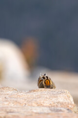 Colorado Chipmunk