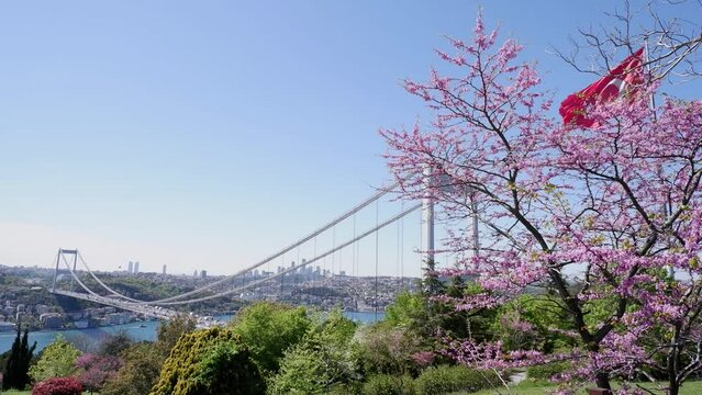  The Turkish flag is waving in the wind in a park overlooking the bridge over the Bosphorus and beautifully blooming sakura. Travel Istanbul background photo