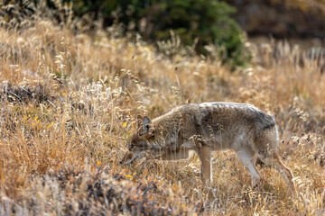 Coyote in Rocky Mountain National Park, Estes Park Colorado Coyote, Wildlife of Colorado