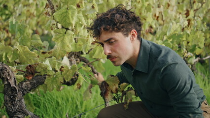 Naklejka na ściany i meble Man checking vine growth grape plantation closeup. Winegrower sitting vineyard