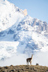 guanaco on the top of a hill watching over a larger mountain in the background, Torres del Paine National Park, Chile.