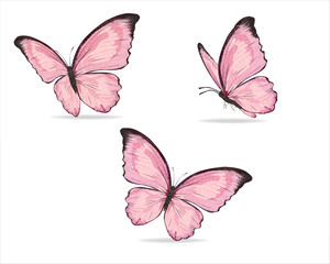set of butterflies isolated on white