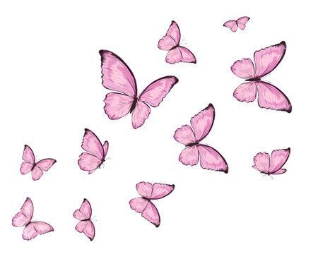 set of pink and white butterflies