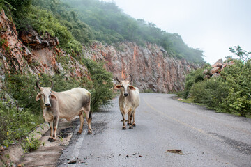 Toros en el camino