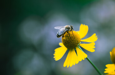 "Busy Bee on Yellow Blossom"

