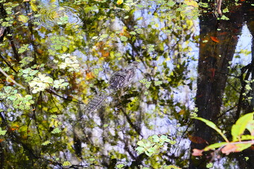 The landscape of Hillsborough river at Tampa, Florida	