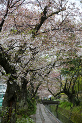 小雨降る春の哲学の道