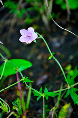 道志山塊の高座山　タチフウロ
