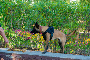 Official Belgian Shepherd Malinois in nature in a harness