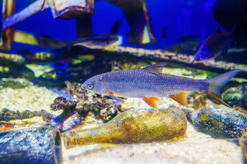 Fish swimming in the water with debris. The pollution of the oceans.