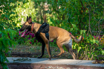Official Belgian Shepherd Malinois in nature in a harness