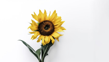 Fototapeta premium Vibrant yellow sunflower, a summer beauty in nature generative AI