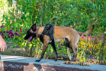 Official Belgian Shepherd Malinois in nature in a harness