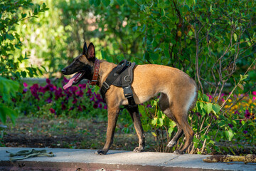 Official Belgian Shepherd Malinois in nature in a harness
