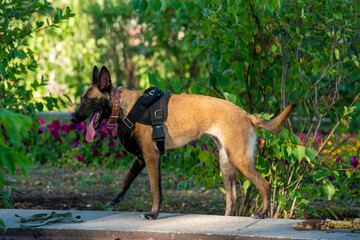 Official Belgian Shepherd Malinois in nature in a harness