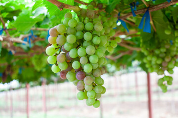 Green and purple grapes in the vineyard Sweet grapes are grown naturally. bunch of grapes on the vine in the garden