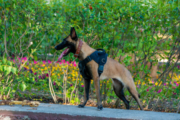 Official Belgian Shepherd Malinois in nature in a harness