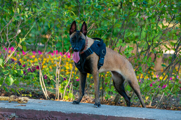 Official Belgian Shepherd Malinois in nature in a harness