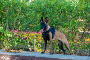 Official Belgian Shepherd Malinois in nature in a harness