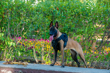 Official Belgian Shepherd Malinois in nature in a harness