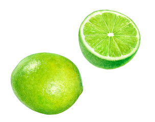 Close-up view watercolor illustration of a lime fruit, isolated png-file.