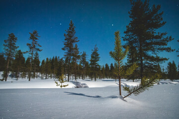 Kleine Tanne im Schnee in einem Tannenwald in Finnland am Polarkreis