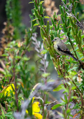 American Goldfinch (Spinus tristis) in California