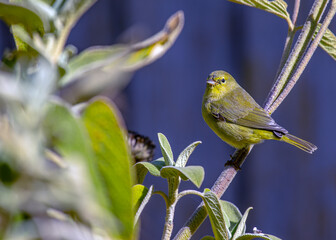 Orange-crowned Warbler (Oreothlypis celata) Perched