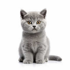 Cute Kitten Cat isolated on white 