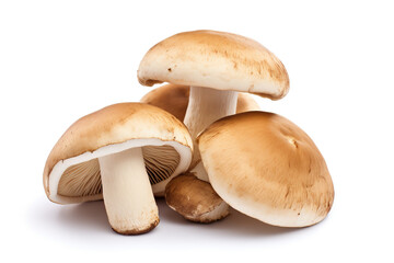 Fresh porcini mushrooms, isolated on a white background	