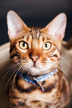 Beautiful bengal cat breed in a basket on black background
