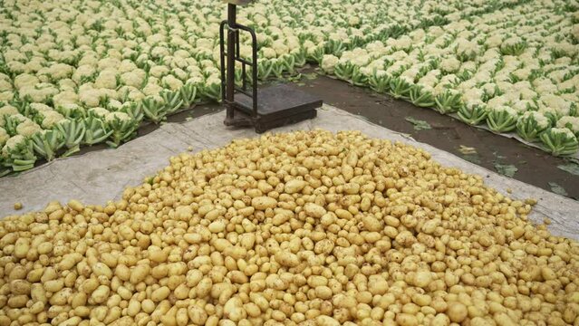 Fresh raw Gold and White potatoes. They are a good source of potassium, vitamin C, and fiber, and they are also gluten-free and vegan. Yukon Gold, Alouette, Carolus, Levante, Diamant, Adato, Fontane