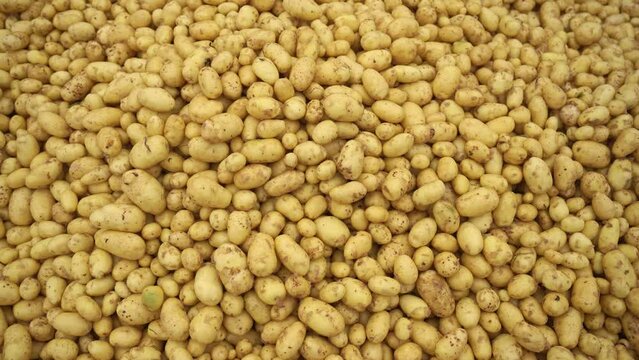 Fresh raw Gold and White potatoes. They are a good source of potassium, vitamin C, and fiber, and they are also gluten-free and vegan. Yukon Gold, Alouette, Carolus, Levante, Diamant, Adato, Fontane