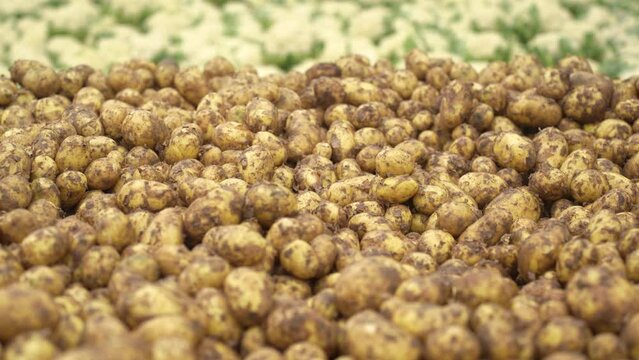 Fresh raw Gold and White potatoes. They are a good source of potassium, vitamin C, and fiber, and they are also gluten-free and vegan. Yukon Gold, Alouette, Carolus, Levante, Diamant, Adato, Fontane