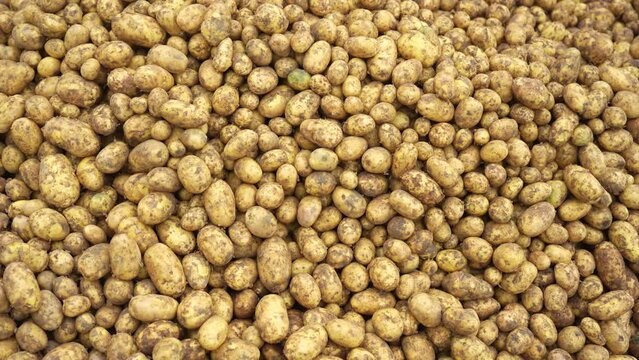 Fresh raw Gold and White potatoes. They are a good source of potassium, vitamin C, and fiber, and they are also gluten-free and vegan. Yukon Gold, Alouette, Carolus, Levante, Diamant, Adato, Fontane
