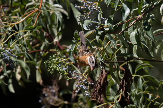 Black-Headed Grosbeak Female Perched on an Elderberry Tree Preparing to Feed on Berries