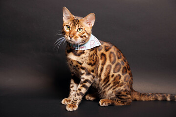 Bengal Cat photoshoting in photo studio on color background - obrazy, fototapety, plakaty